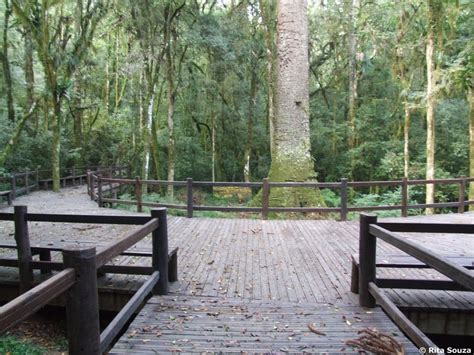 Parque Do Pinheiro Grosso - Brocker Turismo Receptivo: Parque do Pinheiro Grosso
