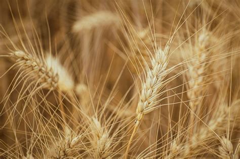 Agriculture Background Bread - Free photo on Pixabay - Pixabay