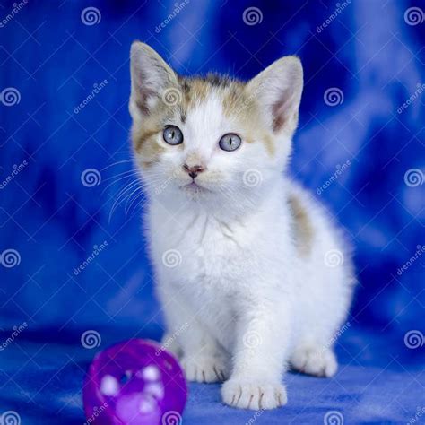 White Tabby Calico Kitten On Blue Background Stock Image Image Of