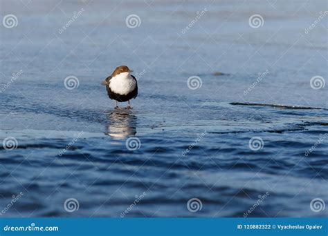 Bird Dipper Sitting on the Ice Near the Spring Water of River Stock ...