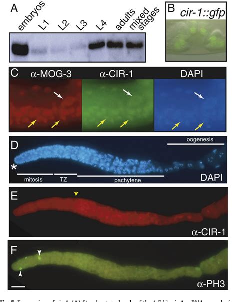 Figure From The C Elegans Sex Determination Protein Mog Functions In Meiosis And Binds To