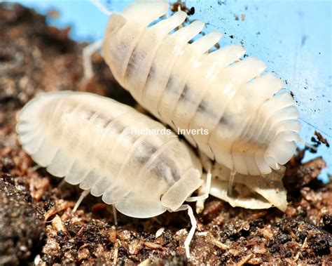 Red Edge Isopods "YETI" For Sale | Richard's Inverts