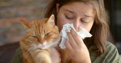 Allergia gatto Tutto quello che c è da sapere