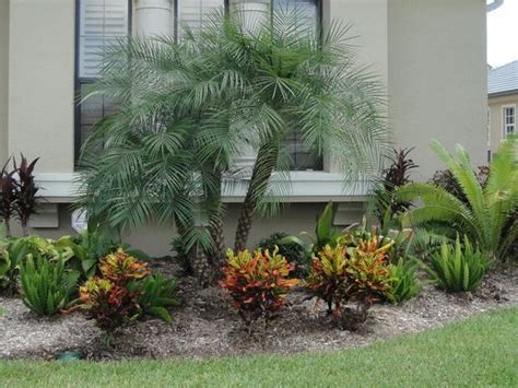 dwarf palm trees in florida - For A Wide Variety Day-By-Day Account ...