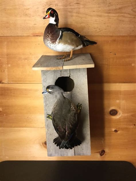 Two Mounted Wood Ducks Duck Taxidermy Ebay Wood Duck Mounts Wood