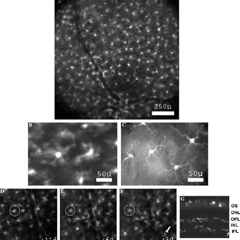 Imaging Of Gfp Microglial Cells In A CX 3 CR1 Mice A 30 Nominal