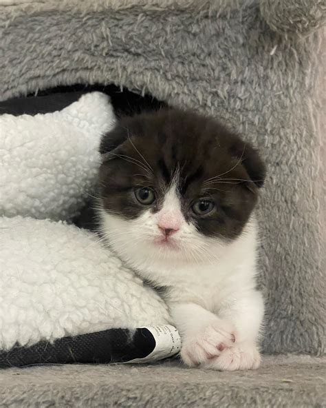 Healthy Scottish Fold Kittens