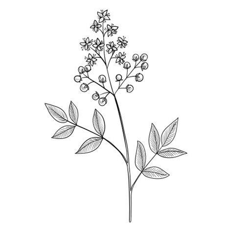 Henna Drawing Vector Images Over 37000