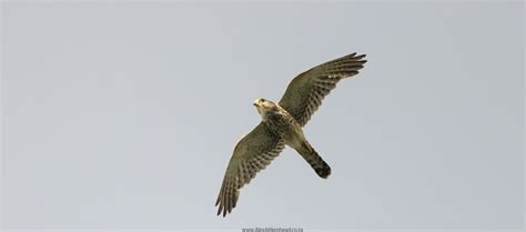 Endemic Birds of Madagascar – Alex Aitkenhead