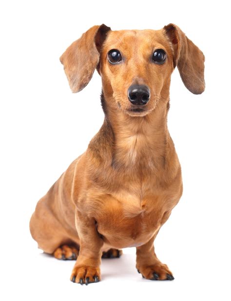 Dachshund Dog Breed Info, stats (Photos & Videos)
