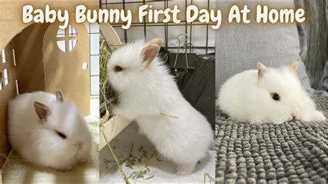 Lionhead Baby Rabbit Eevee First Day At Home Youtube