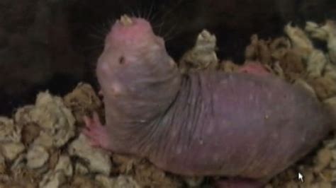 Naked Mole Rats Cancer Secret Is In The Goo Video ABC News