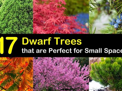 121 Types Of Trees With Pictures And Names Identification 41 OFF