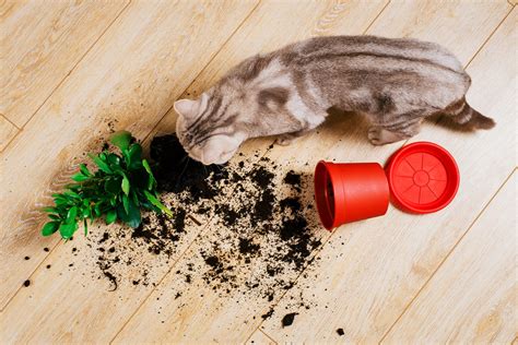 Top Cat Poisons Plants Medications Insecticides And More