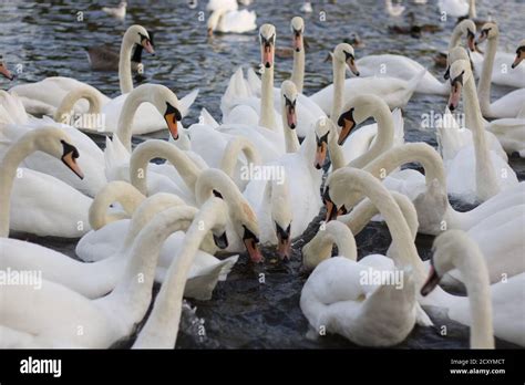 Large Group Of Lots Of Swans Feeding In River Water Stock Photo Alamy