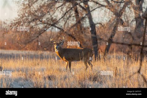 Whitetail Deer Buck In The Fall Rut In Colorado Stock Photo Alamy