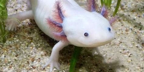 Scientists Relaunch Campaign To Save The Endangered Axolotl Raw Story