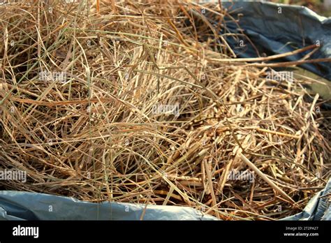 Hay Straw Or Dry Grass Used For Covering Protecting And Nourishing