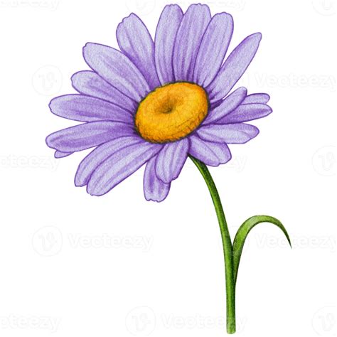 Free Watercolor Hand Drawn Colorful Daisy Flower Png With