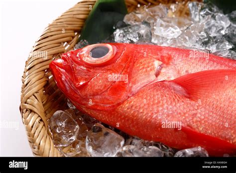 Red Snapper Stock Photo Alamy