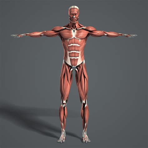 รวมกัน 90 ภาพ ระบบ กล้าม เนื้อ Muscular System ใหม่ที่สุด