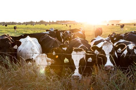 ALERT: Public hearing Thursday, Feb. 6 on cow emissions bill that could