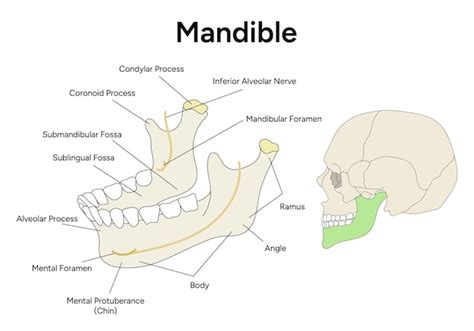 labeled mandible