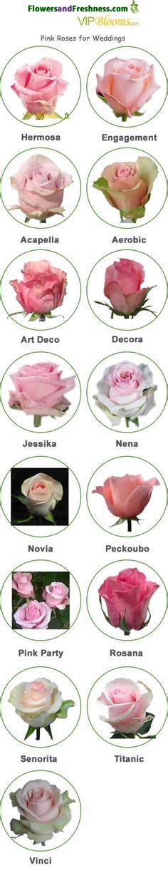 61 Rose Varieties Ideas Rose Varieties Rose Flowers