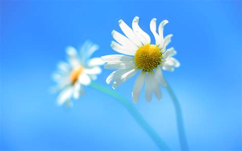 Windows 8 Flower Wallpapers on WallpaperDog