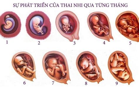 Bài 62 Thụ Tinh Thụ Thai Và Phát Triển Của Thai