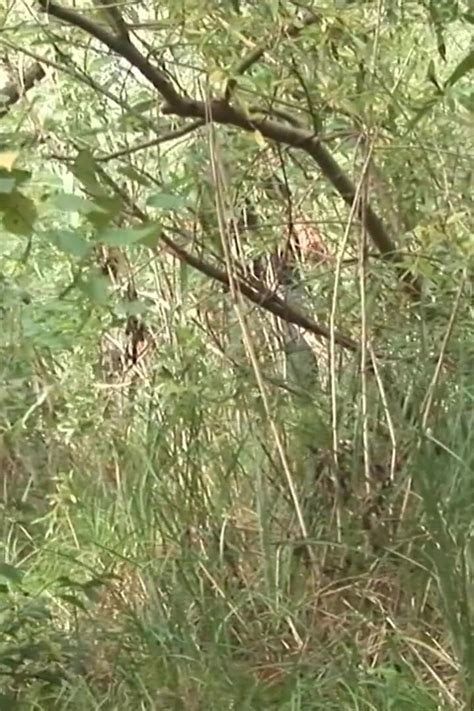 Milf Mit Dickem Arsch Fickt Im Freien Xhamster