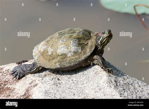 Red Eared Terrapin Or Red Eared Slider Trachemys Scripta Elegans