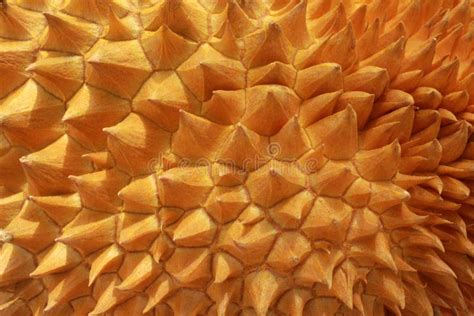 Closeup Of Durian Texture Stock Photo Image Of Durian 16350436