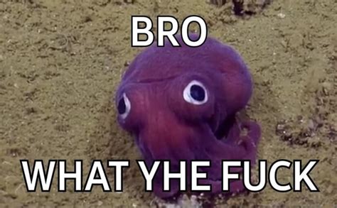 Bro What Yhe Fuck Ifunny