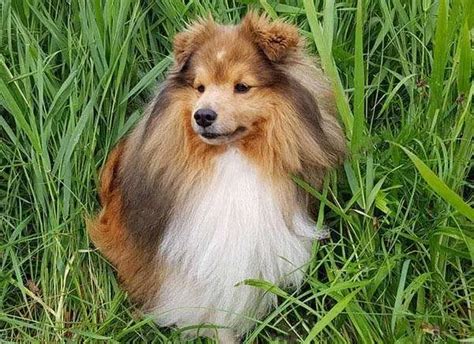 7 Things You Need To Know About Miniature Shelties Sheltie Planet
