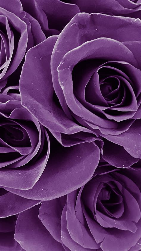 Purple Colour Rose Flowers Hd Wallpapers Infoupdate Org