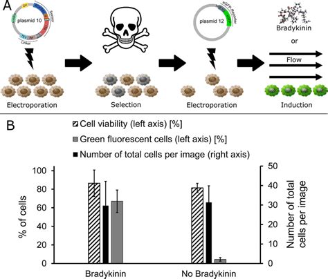 Transfection Method For Hard To Transfect Mammalian Cells A