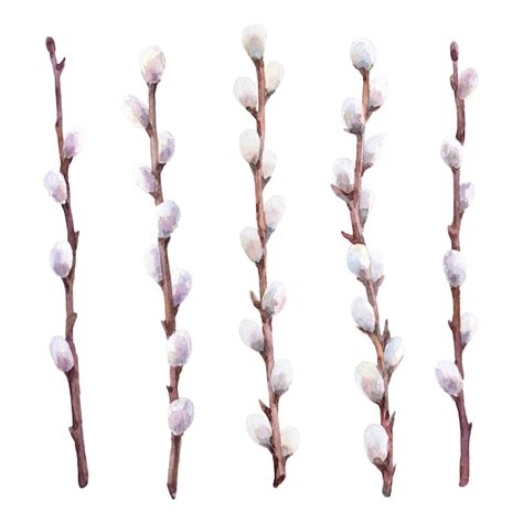 Premium Photo Watercolor Set Of Pussy Willow Branches Hand Drawn Illustration