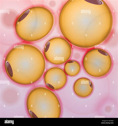 Lipocyte Fat Cells Stock Vector Images Alamy