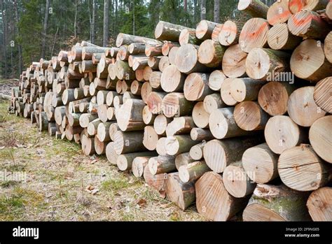 Los troncos de árboles talados se acumulan en un bosque la