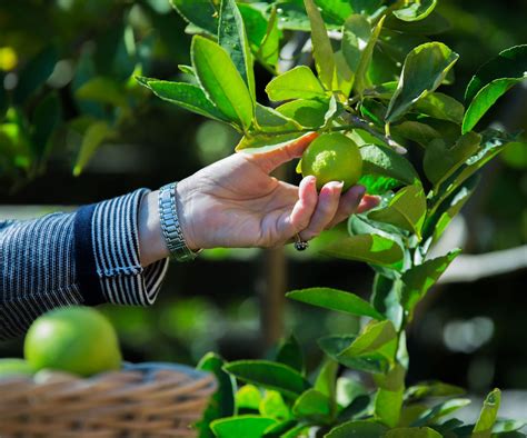 Citrus Tree Care And Growing Guide Tips For Tasty Fruits Homes And