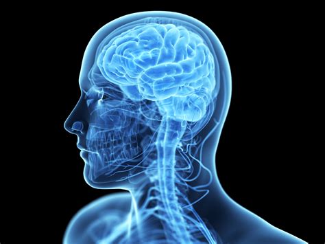brain anatomy medical head skull digital    ray xray