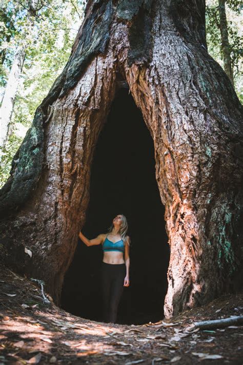 5 Amazing Day Hikes At Big Basin Redwoods State Park