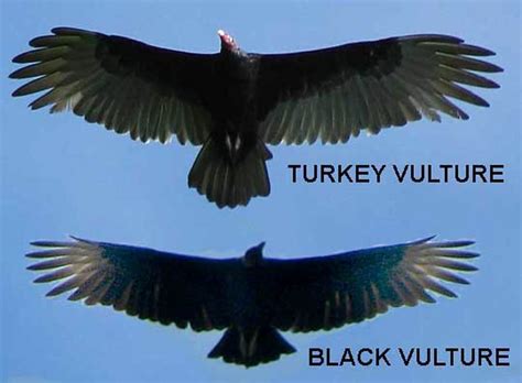 How To Tell A Black Vulture And A Turkey Vulture Apart - HubPages