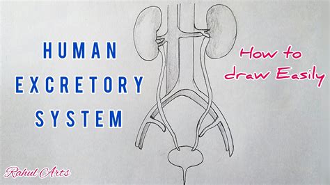 How To Draw Human Excretory System Step By Step For Beginners YouTube