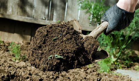 Листовая свекла мангольд: фото и полезные свойства, агротехника ...