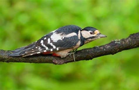 Tuinvogels Vogelplaat Nl