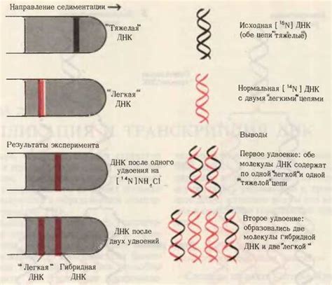 ДНК реплицируется полуконсервативным способом - Репликация и ...