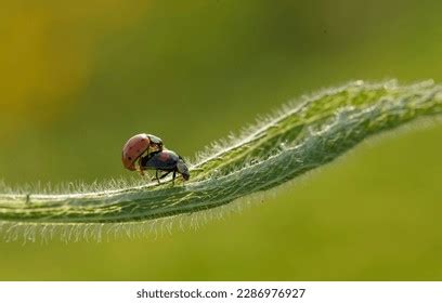 Ladybug Sex Images Stock Photos D Objects Vectors Shutterstock