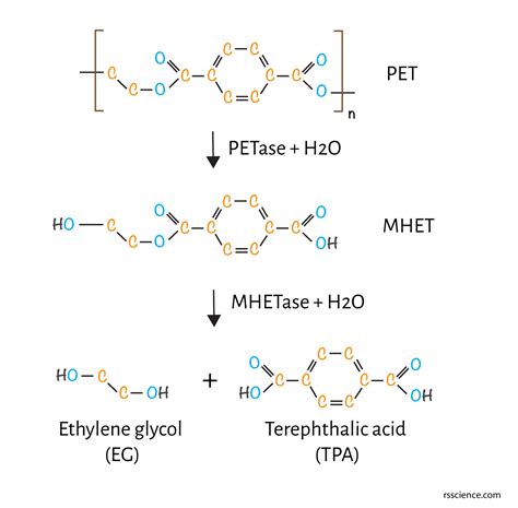 Plastic Eating Bacteria How They Work Petase That Can Break Down